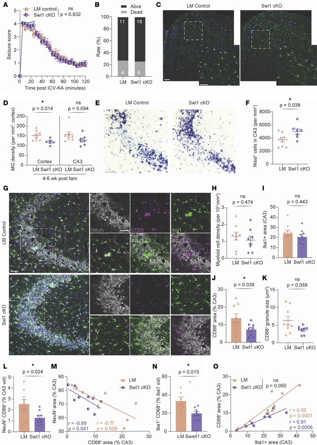 Female SWELL1 cKO mice exhibit neuroprotection without increased seizure...