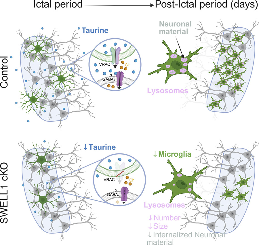 graphical abstract