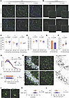 Transient microglial loss and morphological remodeling in SWELL1 cKO mice.