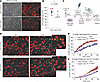 Cell-autonomous proliferative and phagocytic deficits in cultured SWELL1 cK