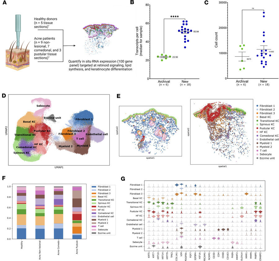 Global cell clustering and marker gene expression in healthy and acne sk...