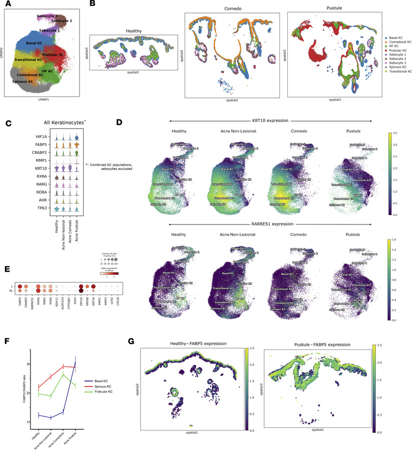 Analysis of pooled keratinocytes.
(A) UMAP plot of pooled keratinocyte c...