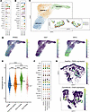 Sebaceous gland spatial transcriptomics analysis.