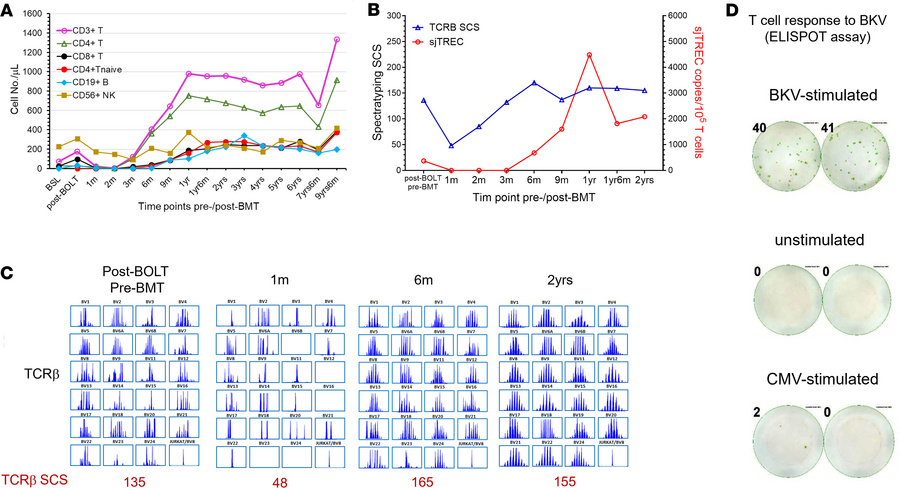 Immune reconstitution after BMT.
(A) Numerical lymphocyte reconstitution...
