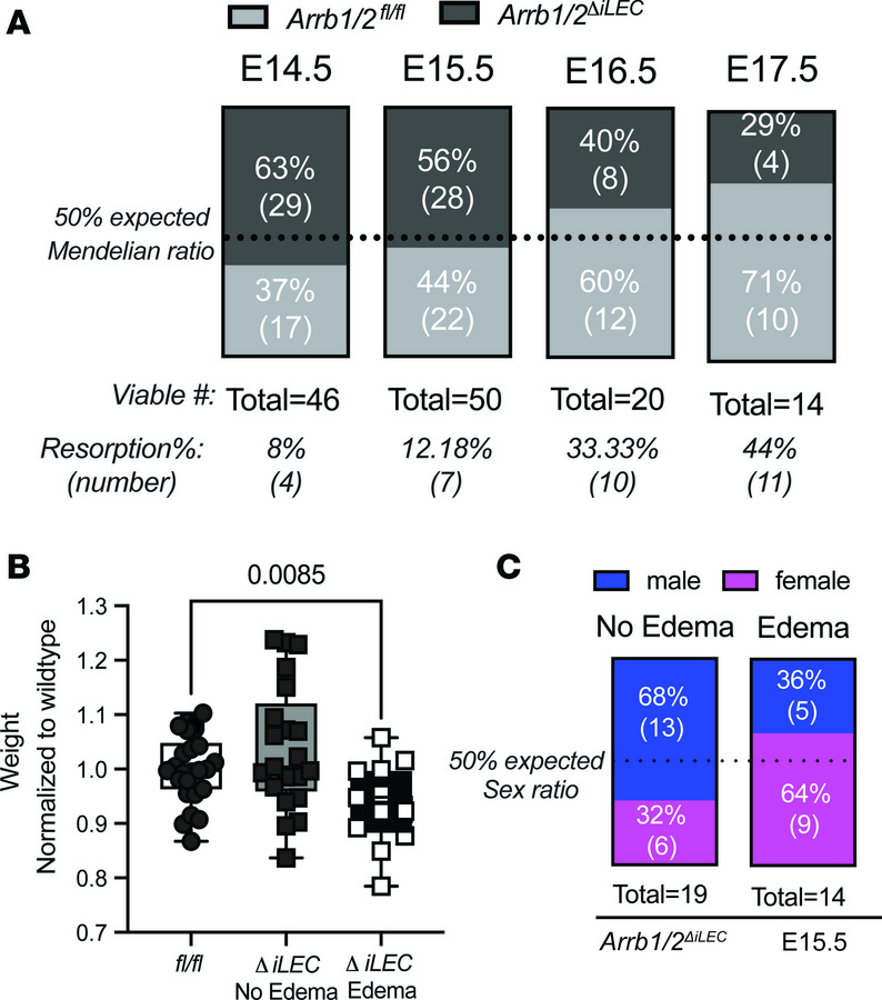 Increased lethality and growth restriction in the Arrb1/2ΔiLEC embryos c...