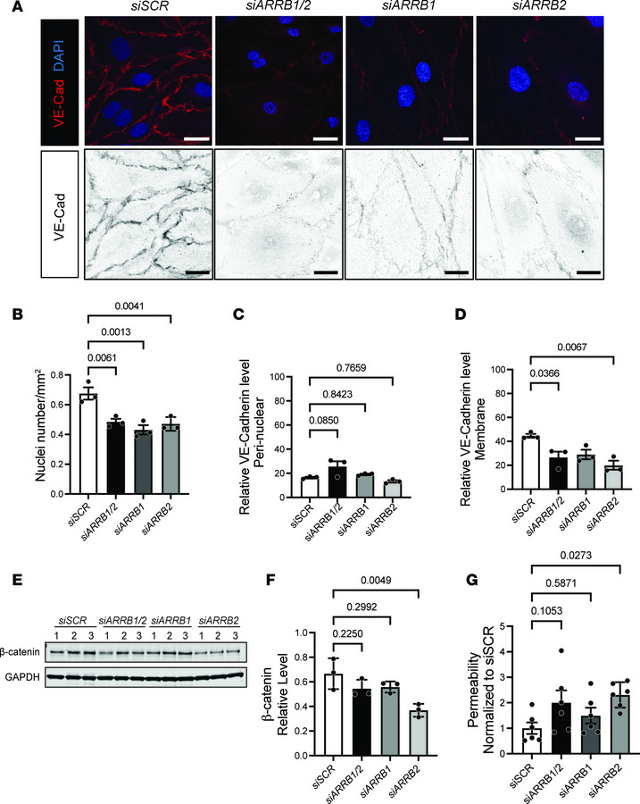 Diminished VE-cadherin adherens junctions in the membrane of LECs cause ...