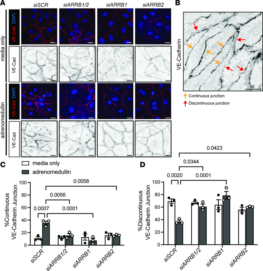 β-Arrestins are required for GPCR-mediated organization of VE-cadherin i...