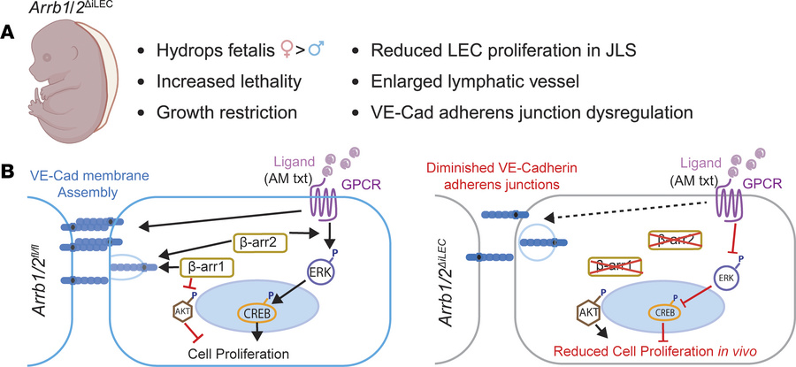 Schematic outlining how β-arrestin1 and β-arrestin2 differentially regul...