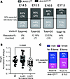 Increased lethality and growth restriction in the Arrb1/2ΔiLEC embryos comp