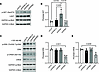 Signaling changes in LECs caused by deficiency of combined or individual β-