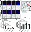 β-Arrestins are required for GPCR-mediated organization of VE-cadherin into