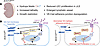 Schematic outlining how β-arrestin1 and β-arrestin2 differentially regulate