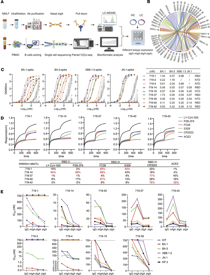 Identification of mucosal sIgA mAbs using MS Ig-seq and scBCR-seq.
(A) S...
