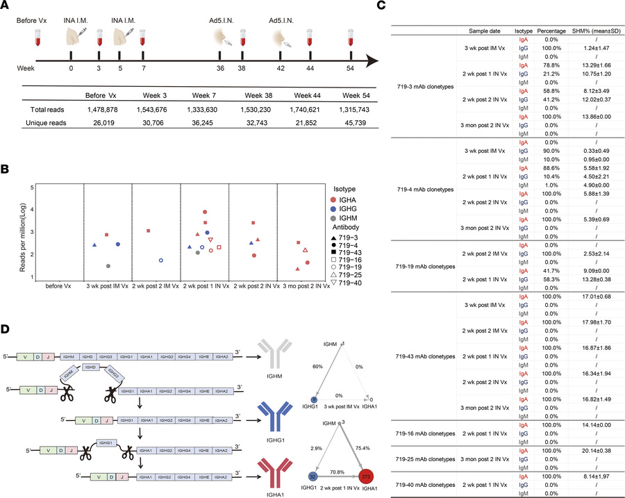Clonotypes of nasal mucosal mAbs in BCR repertoires at different time po...