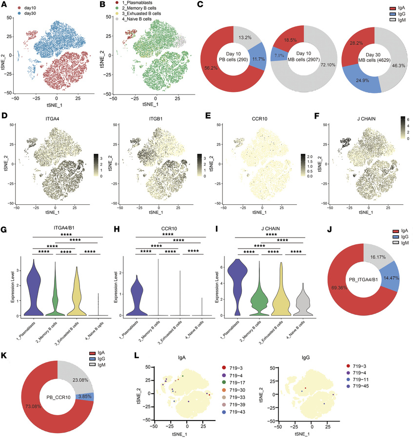 ScRNA-seq of circulating B cells on day 10 and day 30 after intranasal b...