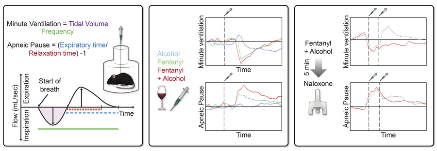 graphical abstract