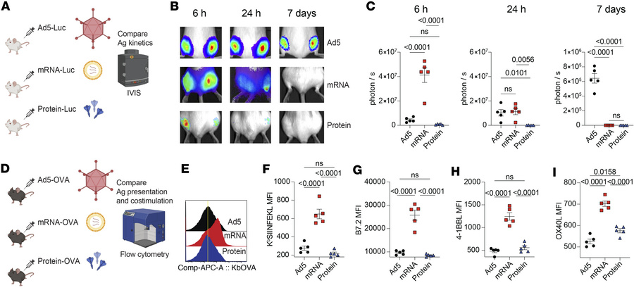 Comparison of antigen presentation and costimulation following immunizat...