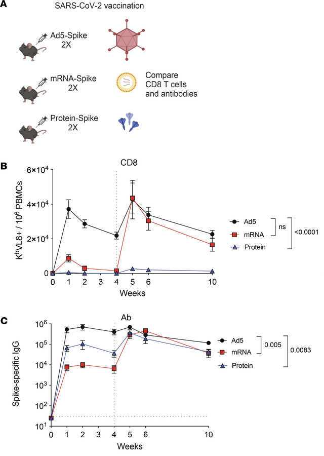 Comparative analyses of adaptive immune responses.
(A) Experimental outl...