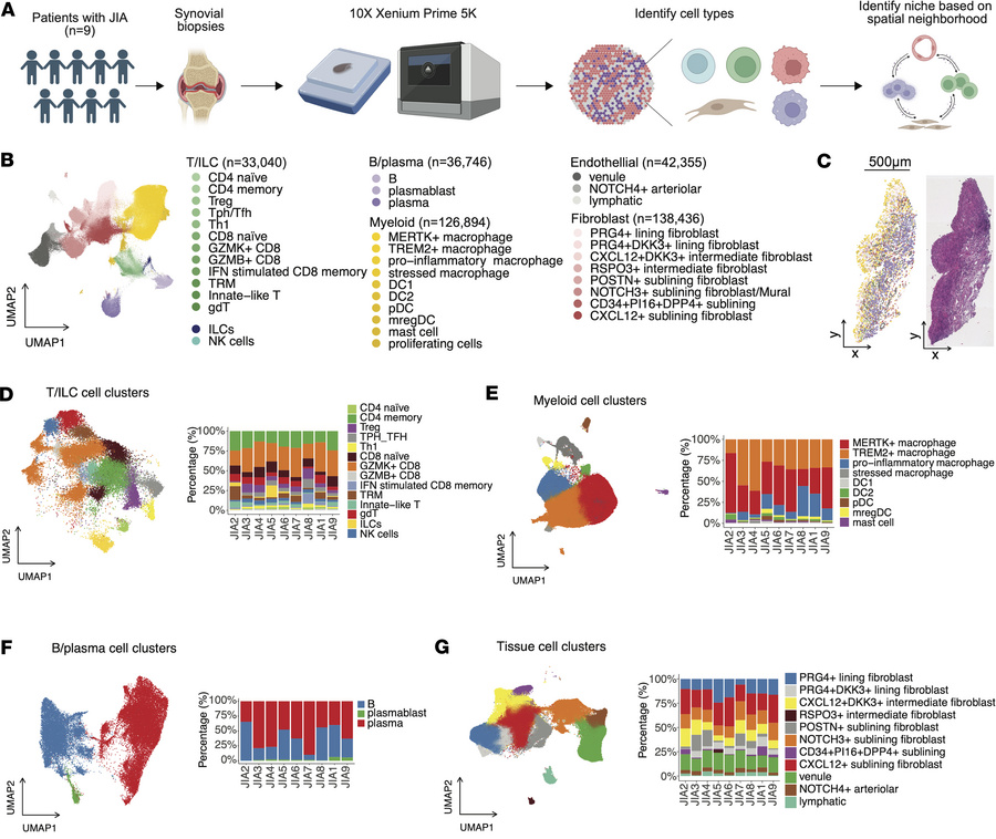 Spatial transcriptomic profiling of synovial tissue in patients with JIA...