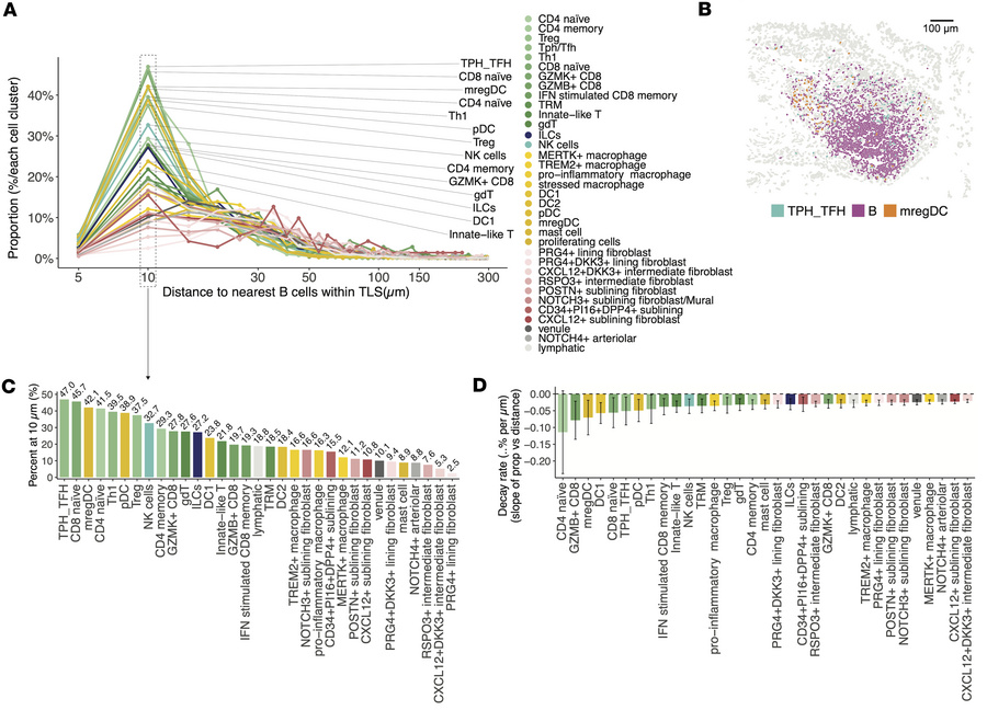 Composition of cell states in TLS.
(A) Line plot showing the proportion ...