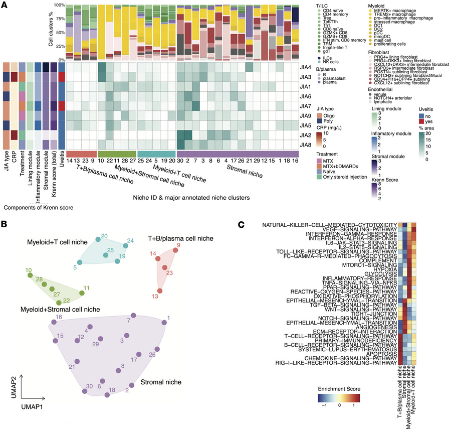 Characterization of spatial niches in JIA synovium.
(A) The central heat...