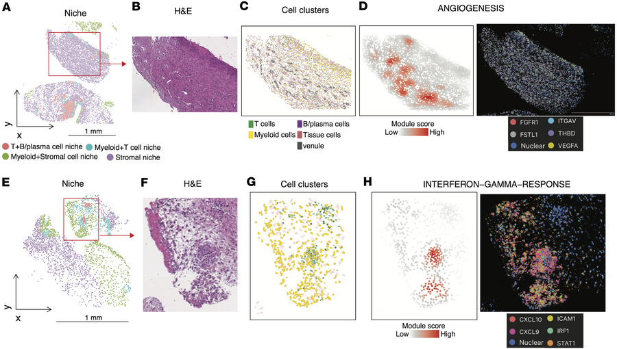 Spatial niches and associated pathway activities.
(A–D) Representative i...