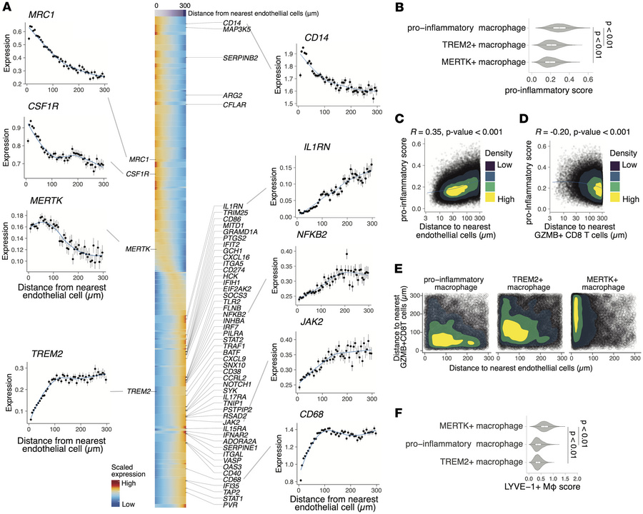 Spatial distribution of distinct macrophage states in JIA synovium.
(A) ...