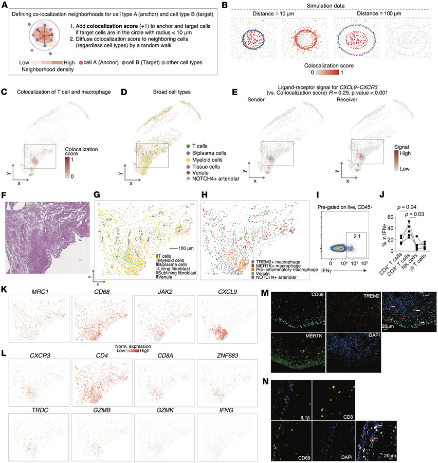 Colocalization score framework pinpoints interactions of T cells and mac...