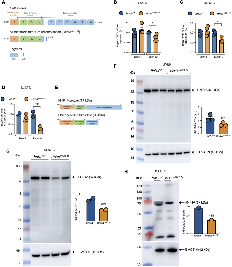 Generation and characterization of Hnf1a+/Δe4-10 mice.
(A) Structure of ...