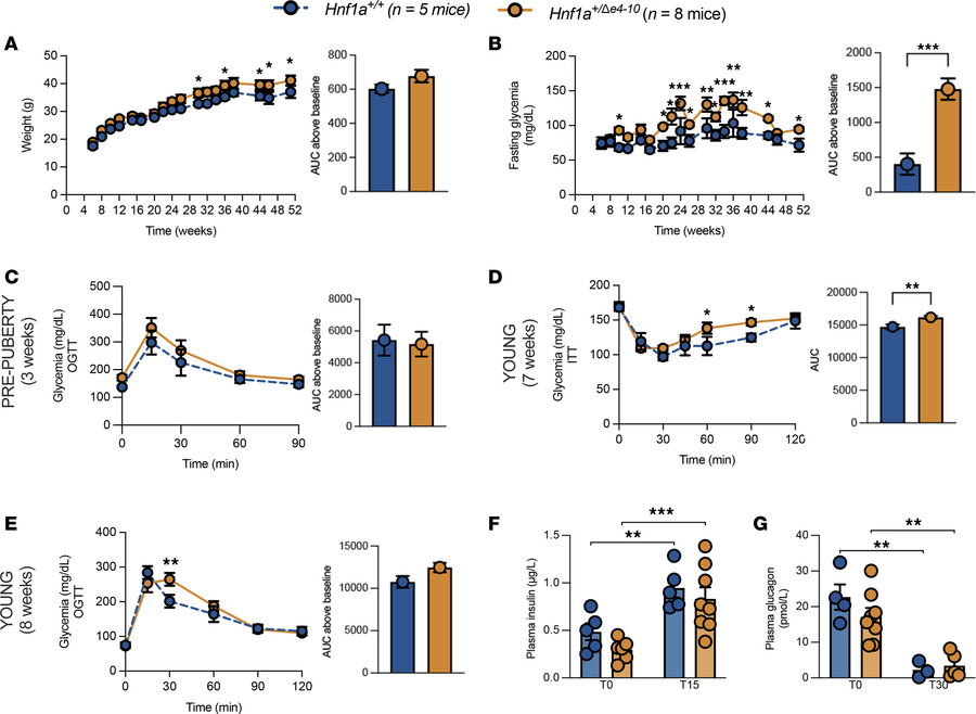 Metabolic characterization of young Hnf1a+/Δe4-10 male mice.
(A and B) B...
