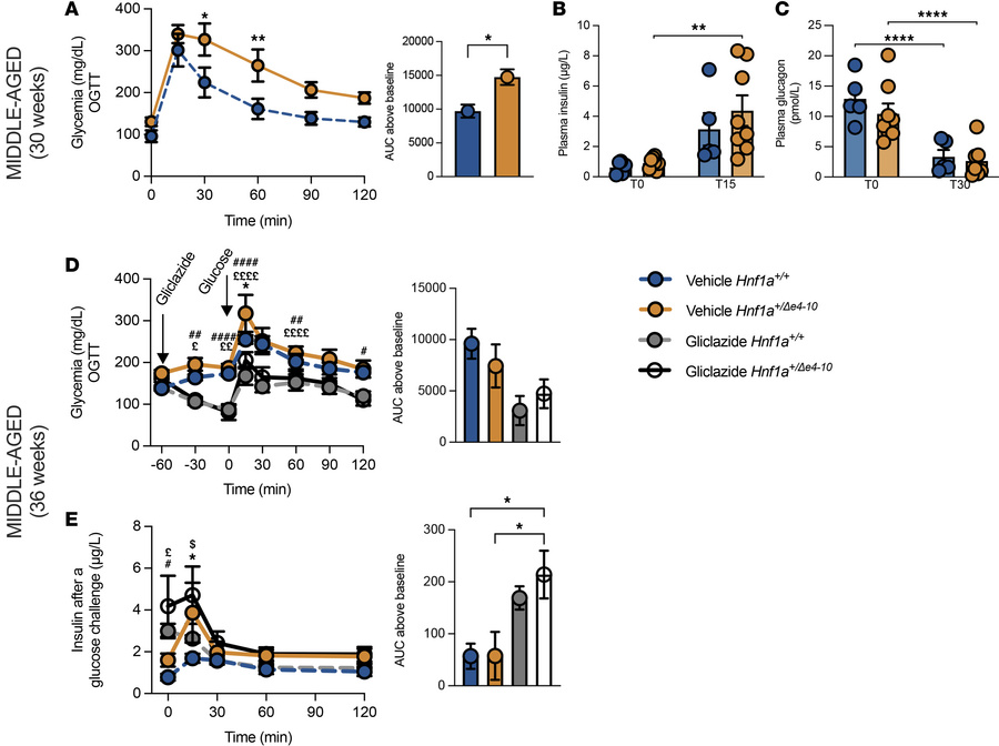 Metabolic characterization of middle-aged Hnf1a+/Δe4-10 male mice.
Middl...