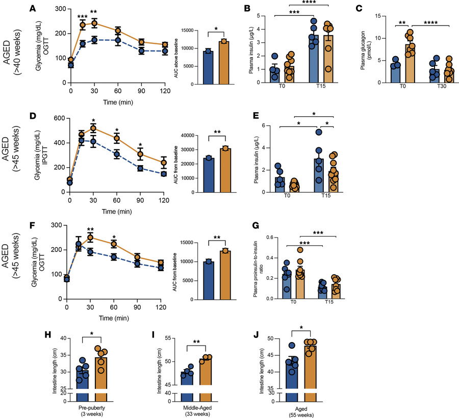 Metabolic characterization of aged Hnf1a+/Δe4-10 male mice.
(A–G) Aged m...