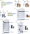 Generation and characterization of Hnf1a+/Δe4-10 mice.