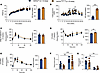 Metabolic characterization of young Hnf1a+/Δe4-10 male mice.