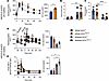Metabolic characterization of middle-aged Hnf1a+/Δe4-10 male mice.