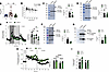 HNF1A knockdown in human islets recapitulates key features of Hnf1a+/Δe4-10