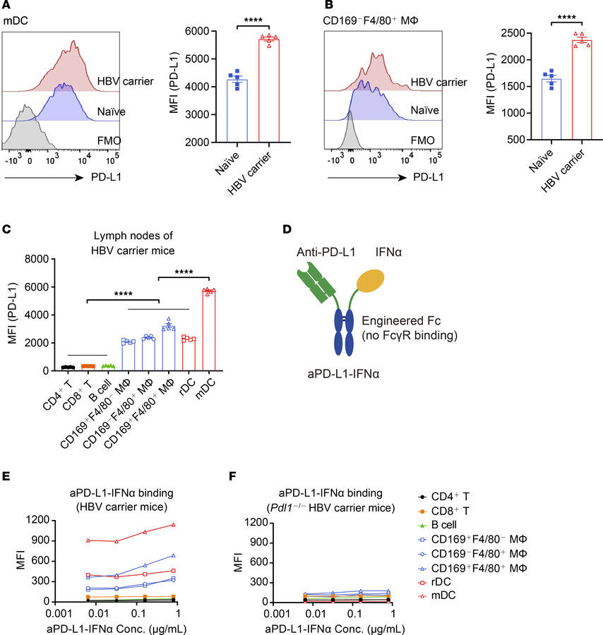 aPD-L1–IFN-α preferentially targets DCs and macrophages.
(A and B) Ingui...