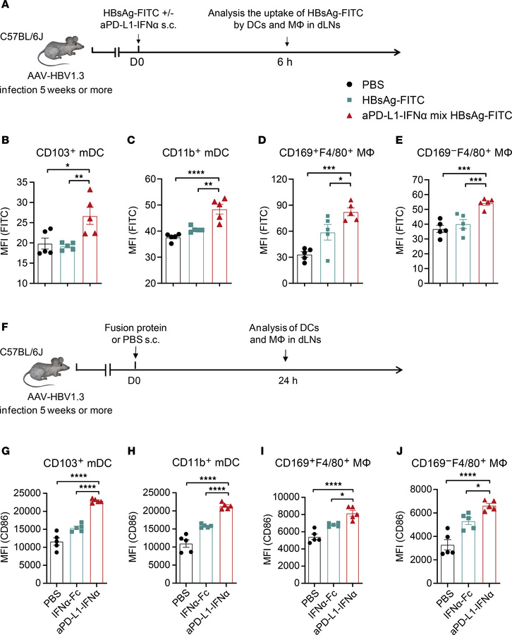 aPD-L1–IFN-α enhances the antigen uptake and maturation of APCs in dLNs....