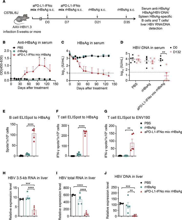 The coimmunization achieves a functional cure in HBV-tolerant mice.
(A) ...