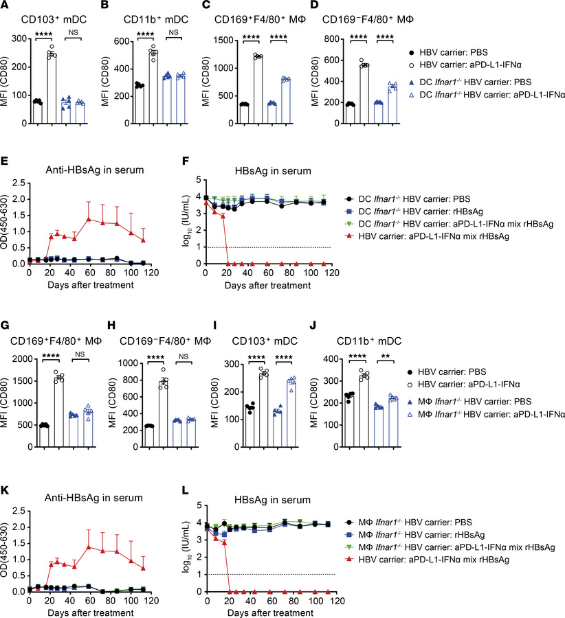 aPD-L1–IFN-α exerts immunoadjuvant activity through the IFNAR signaling ...