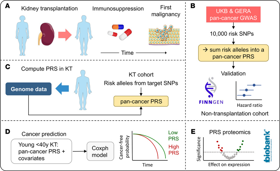 Schematic overview of the study.
(A) Kidney transplantation (KT) patient...