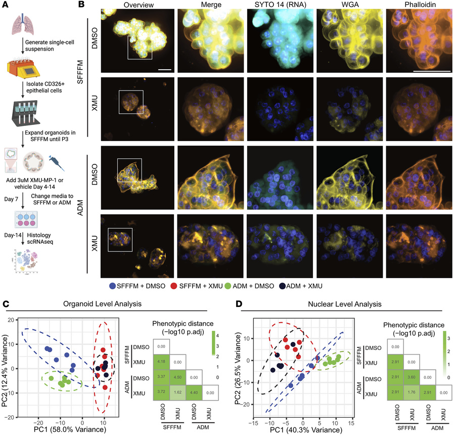 YAP/TAZ activation alters cell morphology in human organoids.
(A) Schema...
