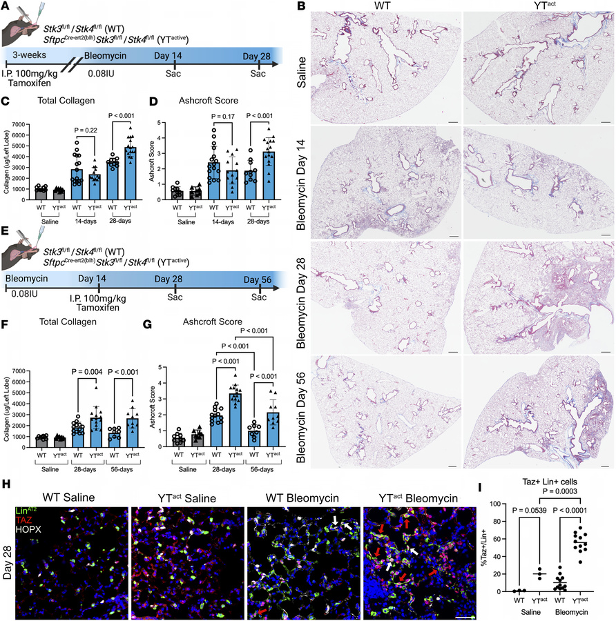 YTactive mice show increased and sustained fibrotic remodeling.
(A) Time...