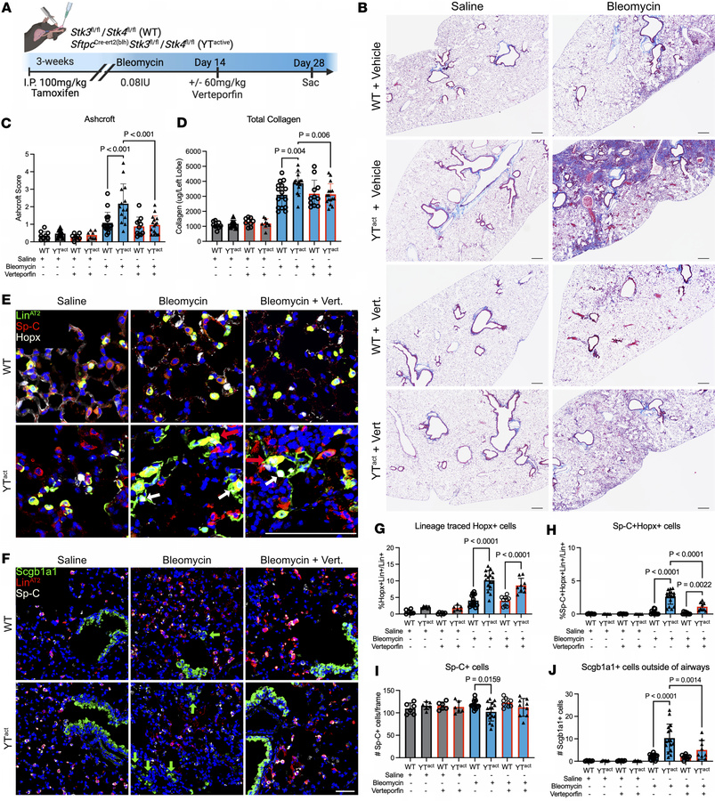 The YAP/TAZ inhibitor verteporfin partially rescues fibrotic phenotype i...