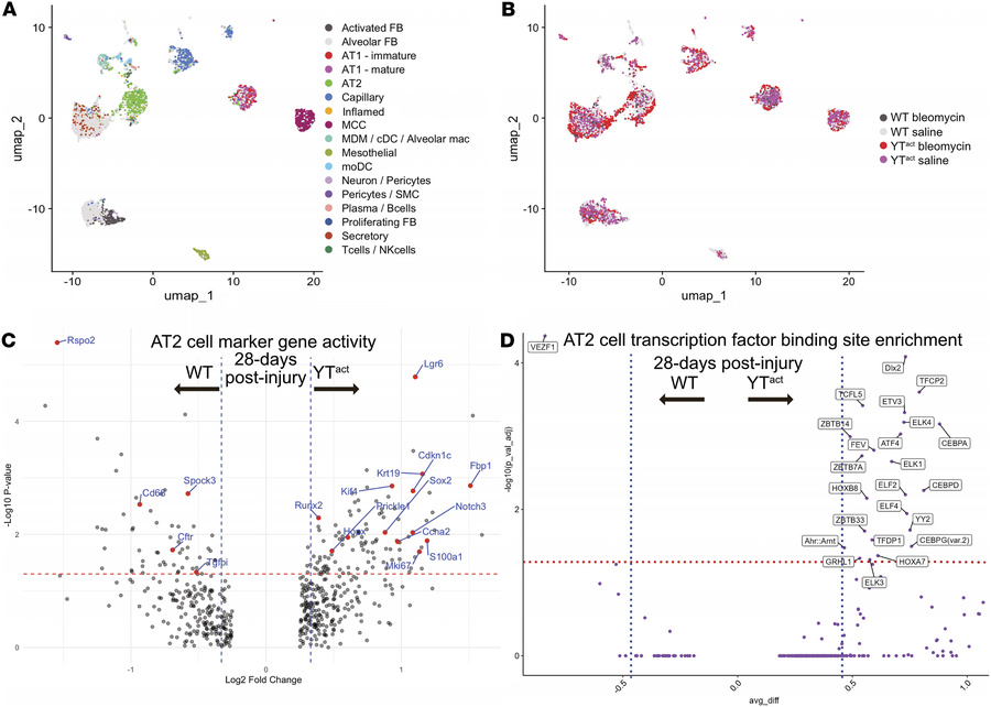Single-cell ATAC-seq demonstrates altered AT2 cell chromatin accessibili...