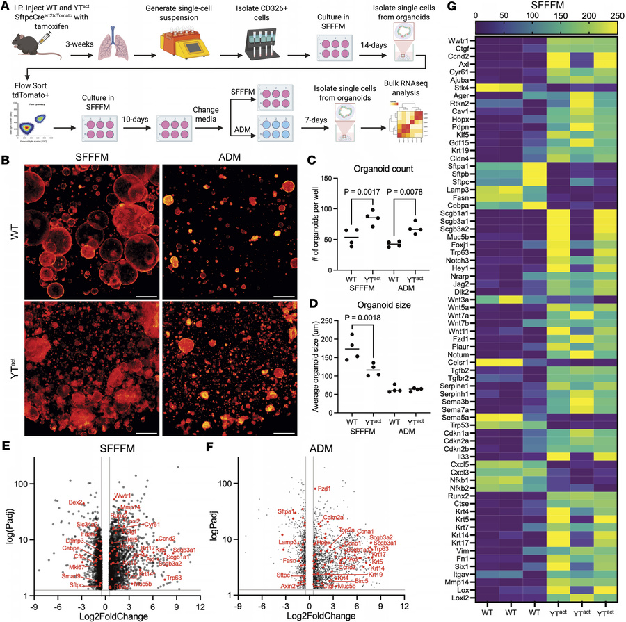 Lineage-traced YTactive AT2 cells express markers of aberrant differenti...