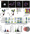 YAP/TAZ activation leads to aberrant epithelial cell populations in human a