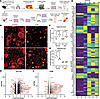 Lineage-traced YTactive AT2 cells express markers of aberrant differentiati