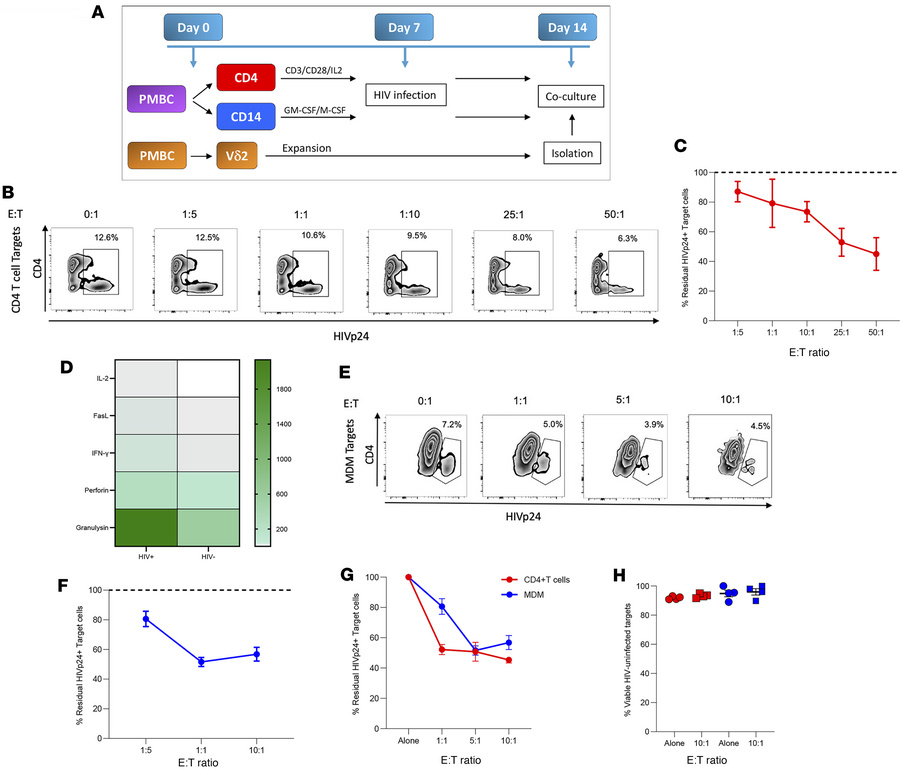 Allogeneic Vδ2 T cells kill HIV-infected CD4+ T cells and MDMs.
(A) Sche...