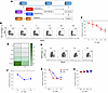 Allogeneic Vδ2 T cells kill HIV-infected CD4+ T cells and MDMs.